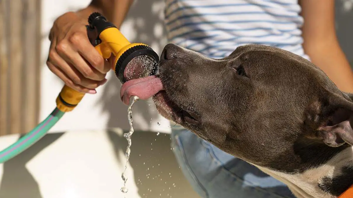 Golpe de calor en perros